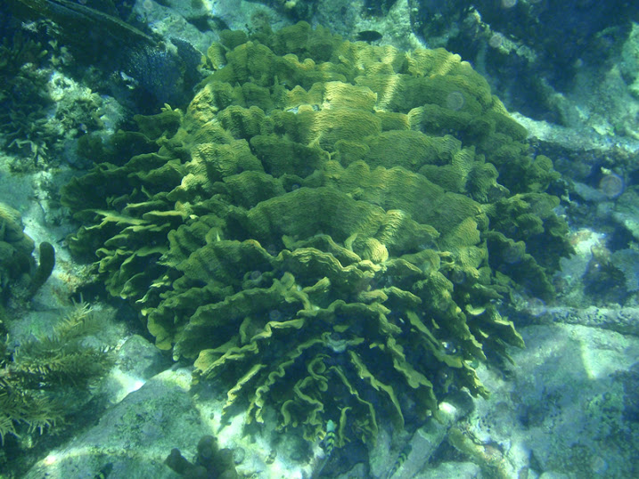 Muricea elongata (Blade Fire Coral) near Tranquility Bay Resort.