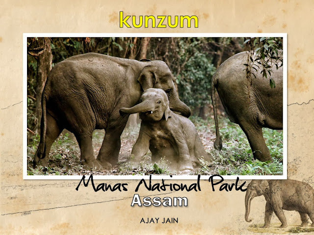 Ebook: Manas National Park, Assam, India. Author/photographer Ajay Jain