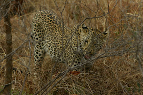 Wildlife Photos of Leopard (Kruger National Park and Ulu Saba, South Africa)