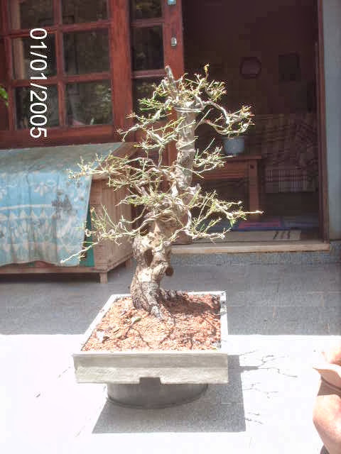 Prunus Serrulata Mume-Umê  II... PICT2496