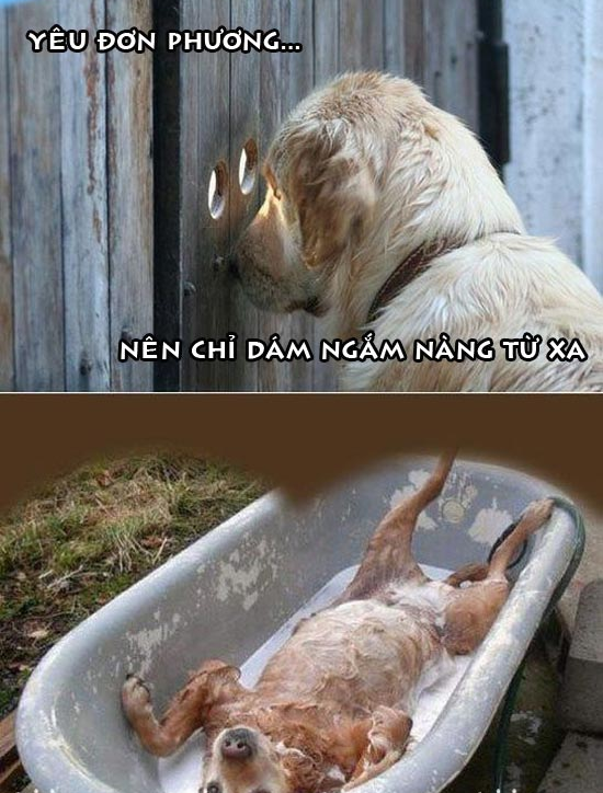 Thư giãn với ảnh vui về những chú Chó hài hước Ảnh hài hước chú chó yêu đơn phương