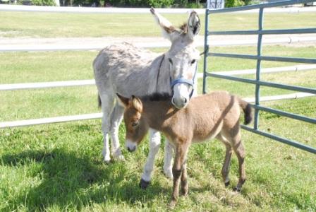 MOST BEAUTIFUL HEART TOUCHING ANIMALS WITH BABIES SHOWING BEAUTIFUL PICTURES OF GREATEST GIFT OF GOD MOTHERS LOVE