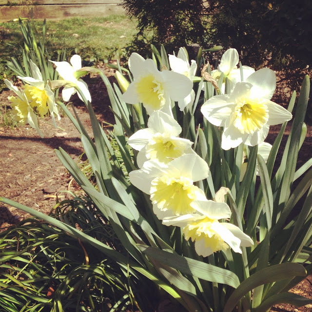 Fit Flexitarian's Spring Plans: Flowers & Running