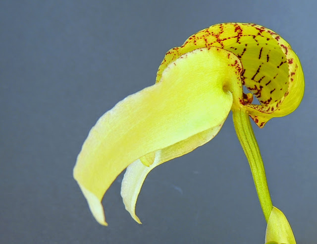 Bulbophyllum arfakianum DSCN1798
