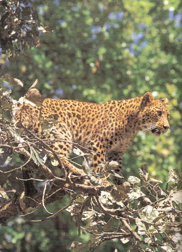 Panna National Park