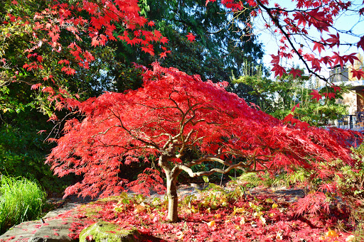 Bellevue Botanical Garden