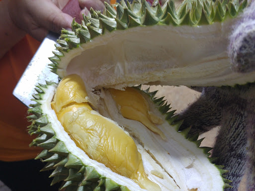 The Durian Tree