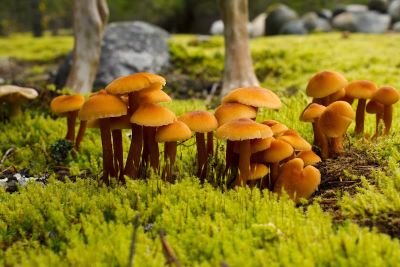 Franks Fungi - photographer Amanda Shpeley