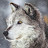 SnowStorm TheSnowWolf