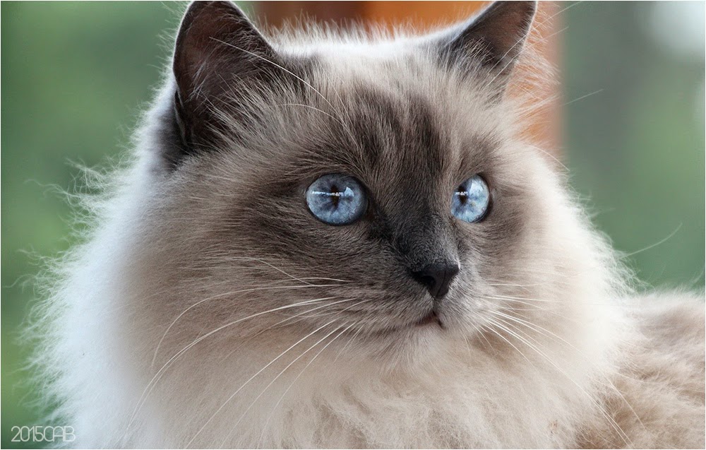 Bleu chat yeux 8 races