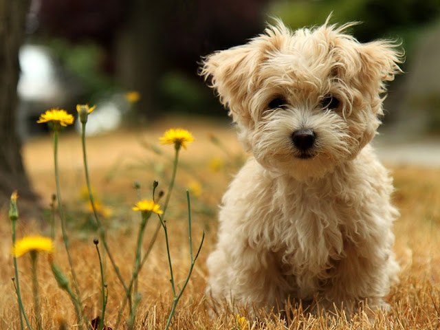 cute-puppy-1024-768-5427.jpg