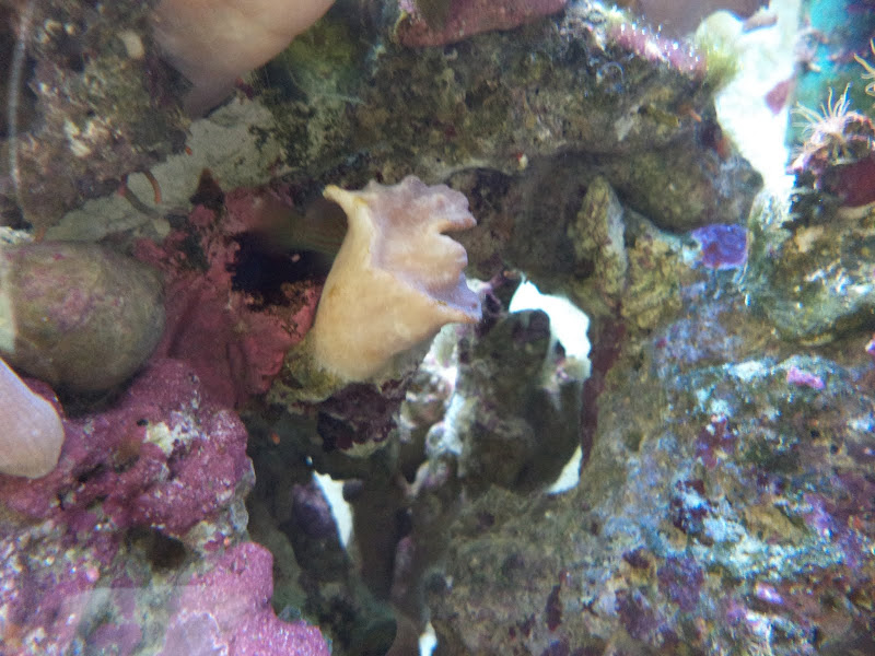 Sinularia brassica (Cabbage Leather Coral) DSC00117