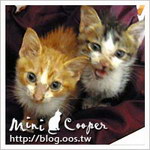 2cats ★ 加入家族的第二天 Mini & Cooper