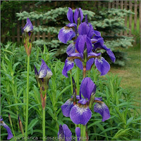 Iris sibirica flower - Kosaciec syberyjski kwiaty