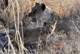 Wildlife Photos of Lionesses and Pub Baby Lion