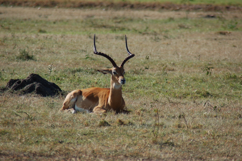El zoo más grande del mundo - Kenya (2009) - Blogs de Kenia - Maasai Mara (27-29 de junio de 2009) (9)