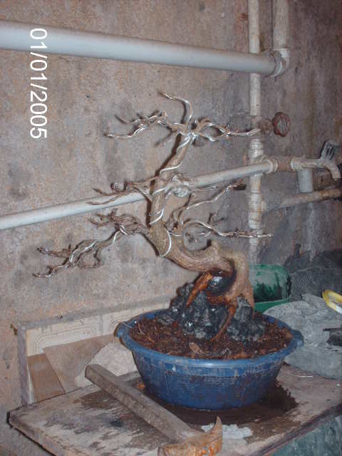 Ficus Nerifolia, Uma raiz de 3 anos... PICT1049
