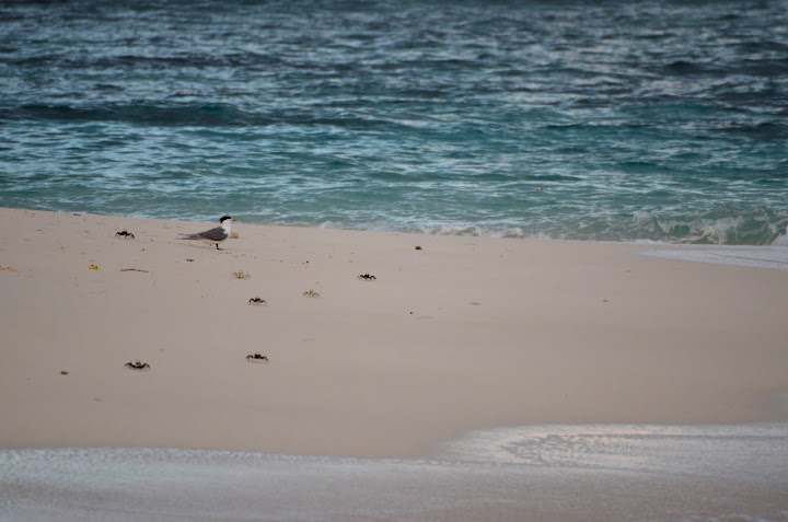 Tonga, el último reino del Pacífico - Blogs de Tonga - Vava’u: playa, tranquilidad y ballenas (17)