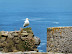 Seagull at Levant mines