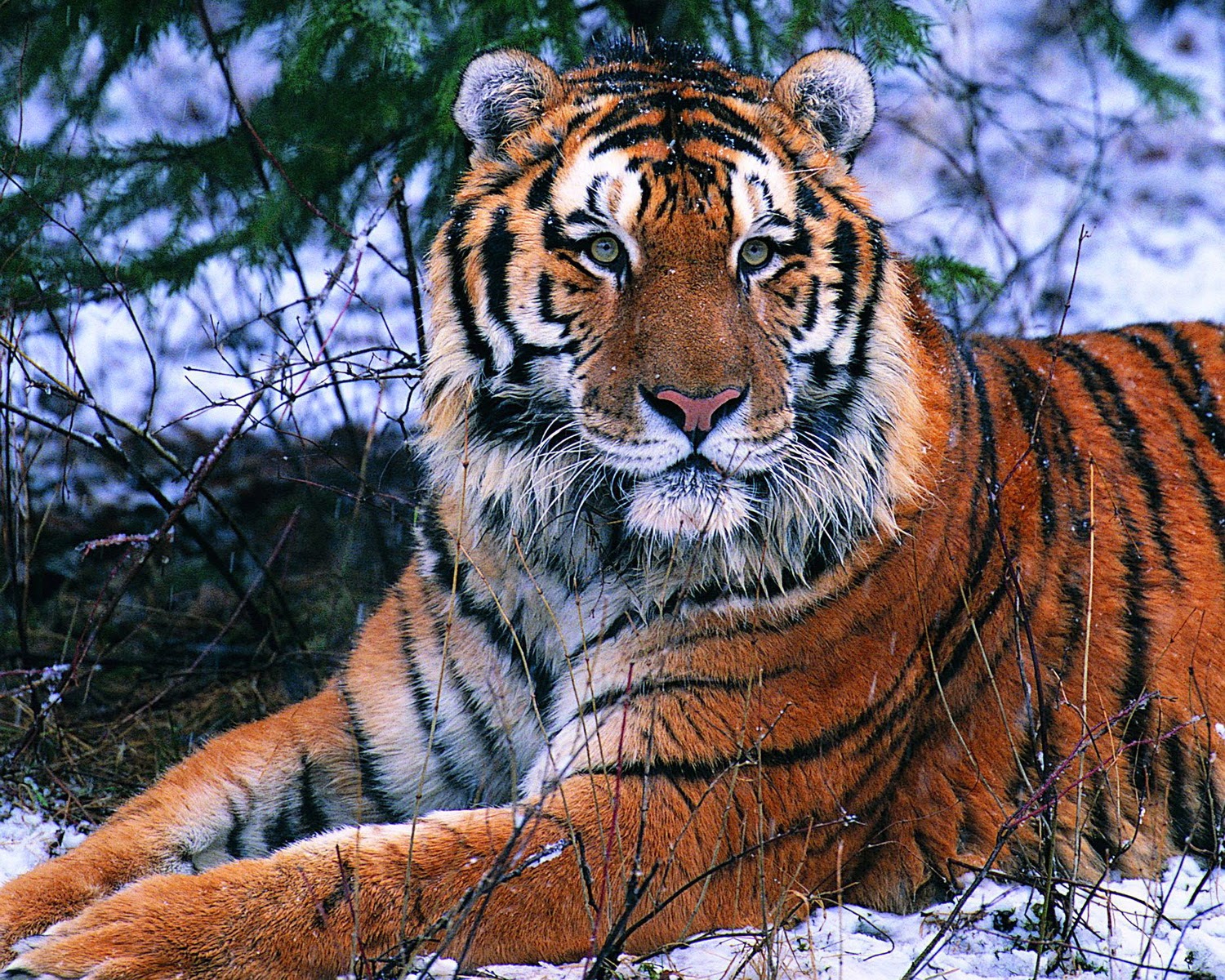 Tigr. Алтайский тигр. Тайвань азиатский тигр. Очень красивый тигр. Амурские тигры очень красивые.