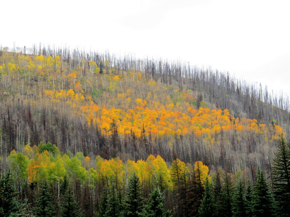 Aspen among burned pines in Huntington Canyon