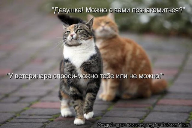 Хозяин двора Хозяин двора