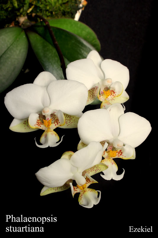 Phalaenopsis stuartiana IMG_3236