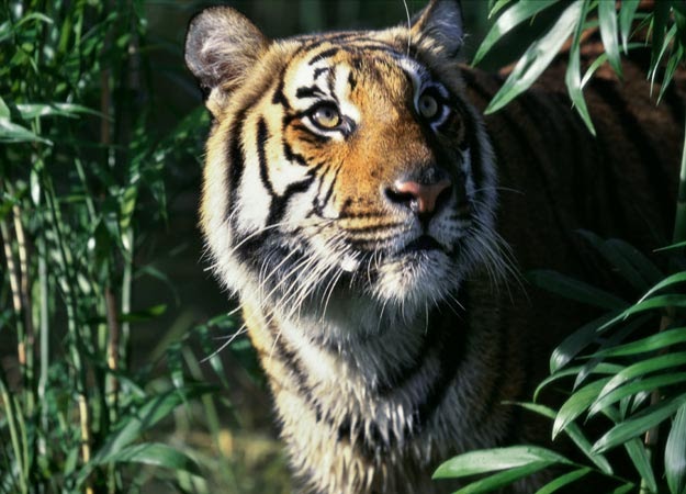 Factsheet_WWF Indochinese Tiger by Tracy B - Issuu