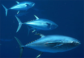 Tuna Sirip Biru Tuna Sirip Biru