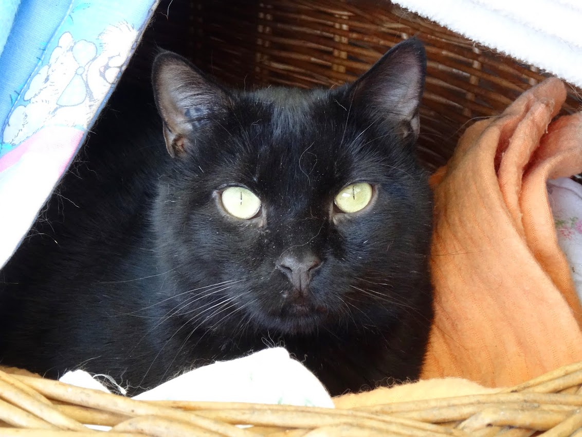 ONYX (ex-HANNIBAL) - Noir FIV (2012) Hannibal%2B2015-02-27%2B02