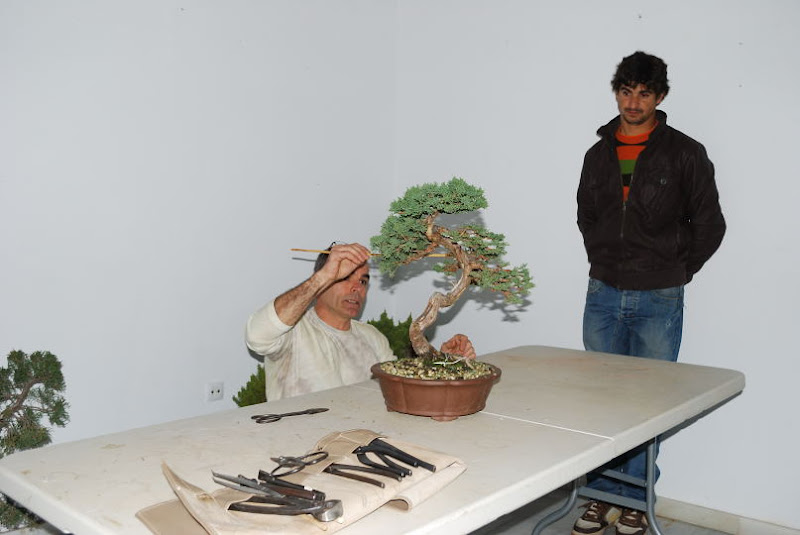 XI Exposición Invernal de bonsai de la A.S.B. Chokkan 111%252520XI%252520Exp.Inv.%252520ASBC%25252020111202%252520059
