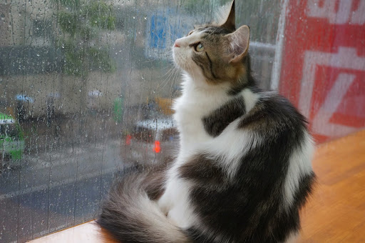 Cat Cafe Nyankoto