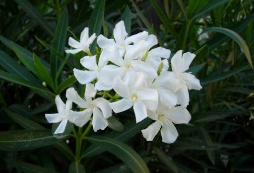 زهرة نبات الدفلة البيضاء