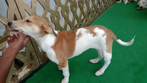 Canine Elite, Qutub Metro Station,, Mehrauli, New Delhi, Delhi 110030, India, Dog_Day_Care_Centre, state DL
