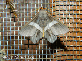 Geometridae, Ennominae, Chiasmia nora complex