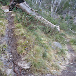Winding down hill on the Pallaibo Track (303769)