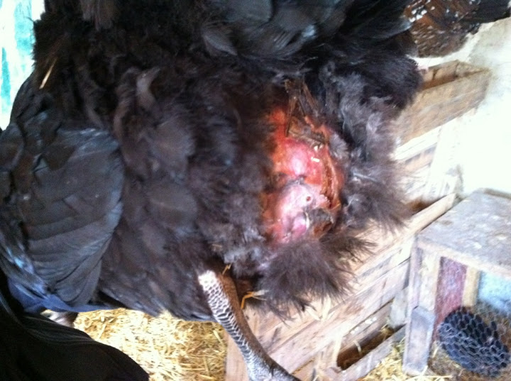 Swollen belly; 1 year old maran hen... IMG_2765