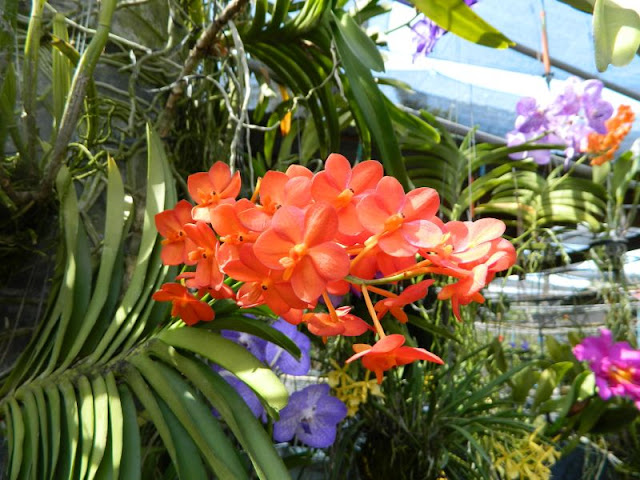 Орхидеи и прочая красота на о. Пхукет - Страница 16 DSCN0099