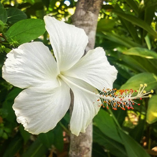 bunga raya putih