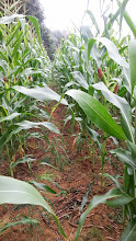 semis de maïs 2013  - Page 2 20130807_095754