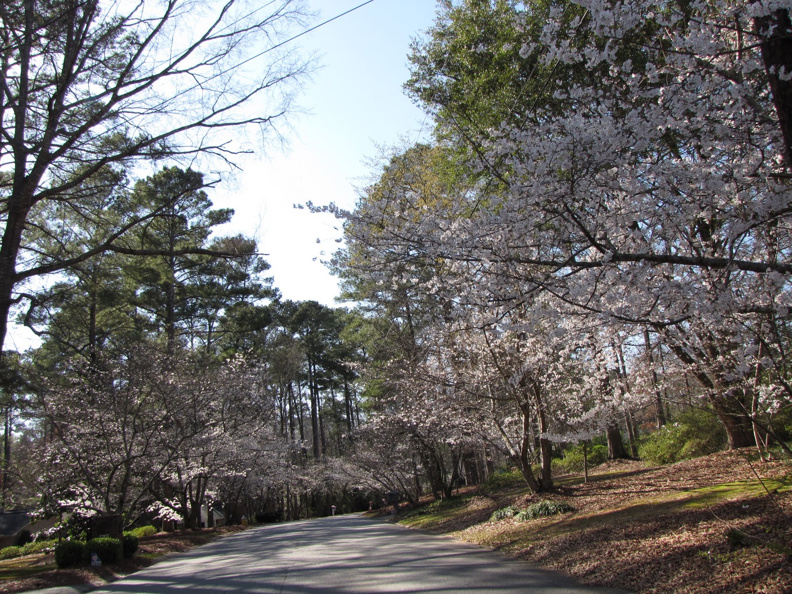 Destination Mike Cherry Blossoms in