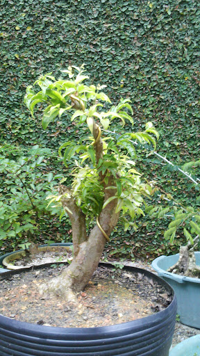 JABUTICABA - Myrciaria cauliflora Moyogi 2012-10-22_17-56-05_546