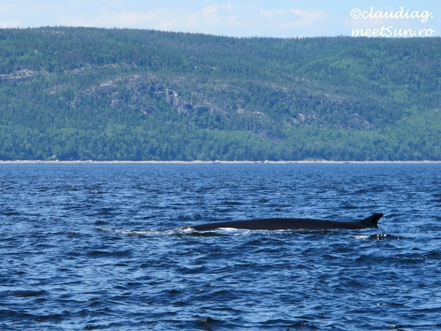 Balene in St Lawrence - whale-watching