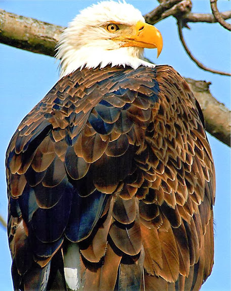 A bald eagle gives a fierce stare from its perch at Two Rivers National Wildlife Refuge, IL. Eagle tours are popular offerings this month at many refuges, including Sequoyah and Wichita Mountains Refuges. Credit: Jody Fenton, 2012 photo contest entry, Two Rivers Refuge