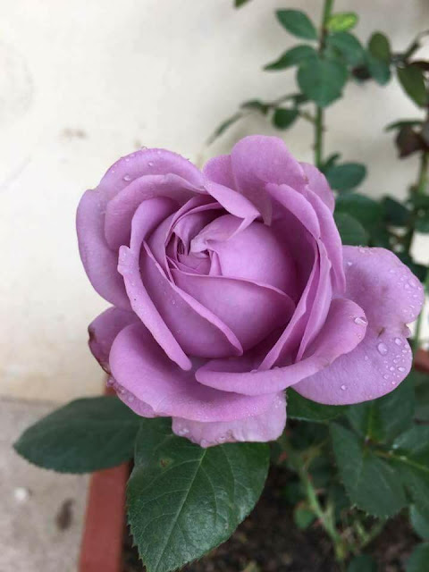 Hồng ngoại Tiny Blue rose có màu tím hoa cà