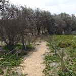 Track ontop of dunes (107170)