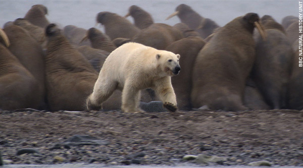 Urso pardo vs Urso polar Smpolar23