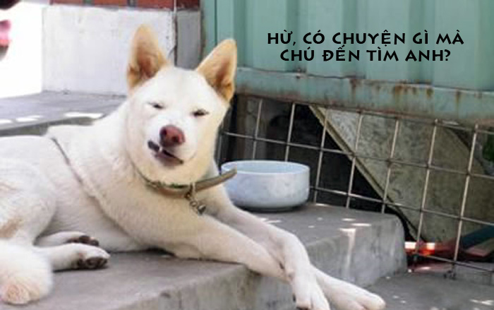 Những chú Chó hài hước, ngộ nghĩnh khi bị chế ảnh Ảnh chú chó đại ca nhất
