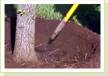 air spade tree root