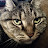 Denise Leavelle avatar image